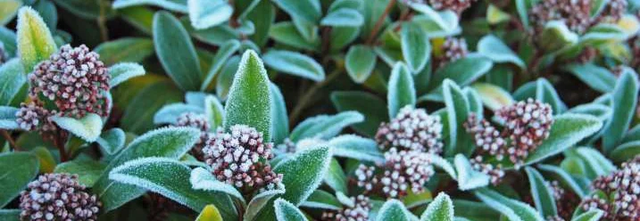 Grün beblätterter Busch mit Raureif